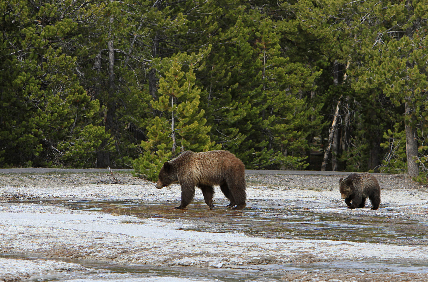Grizzly sow and yearling near Daisy geyser